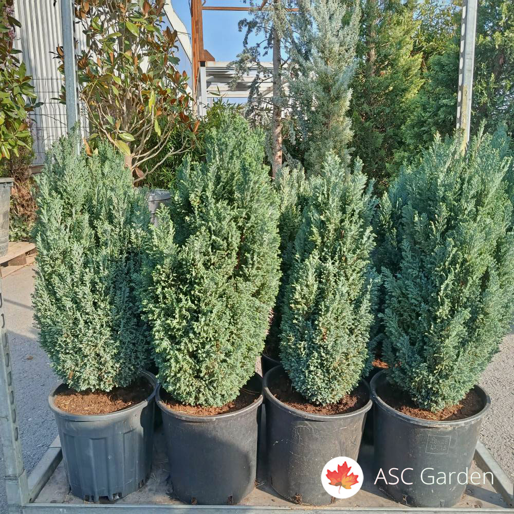 Chamaecyparis lawsoniana 'Ellwoodii' 70-80 cm