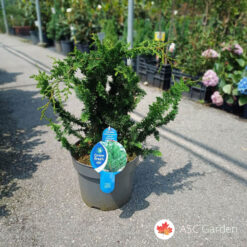 Chamaecyparis obtusa ‘Teddy Bear’ 30 cm fi 26