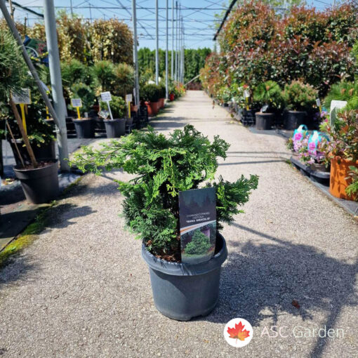 Chamaecyparis obtusa ‘Nana Gracilis’ 30 cm fi 23