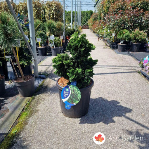 Chamaecyparis obtusa 'Nana Gracilis' 60–70 cm fi 38
