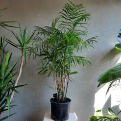 Chamaedorea seirfizii 130 cm