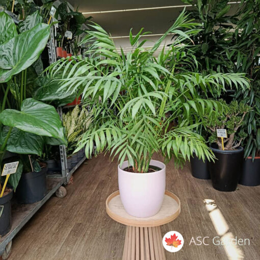 Chamaedorea elegans 100 cm