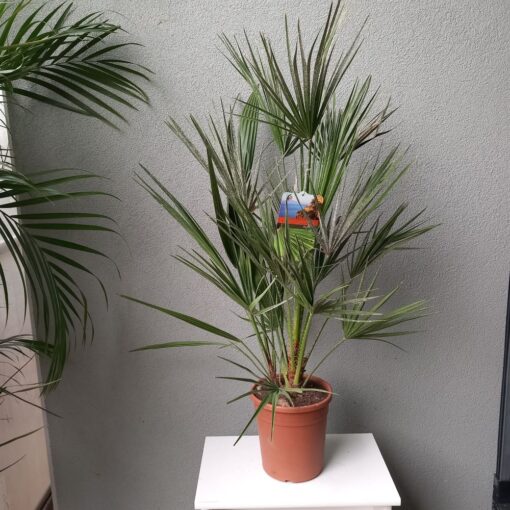 Chamaerops humilis 130 cm