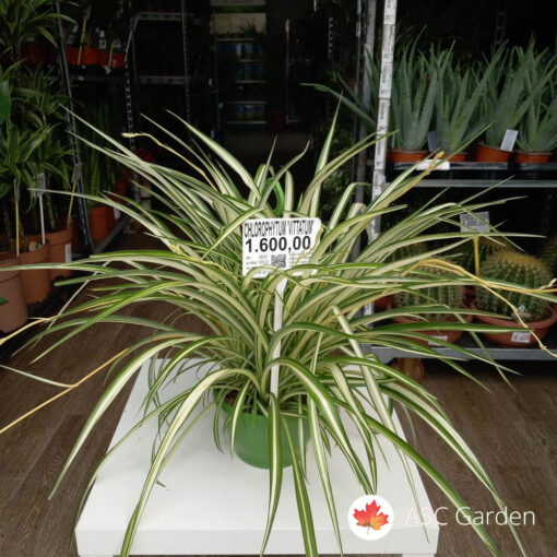 Chlorophytum 'Vittatum' 70 cm