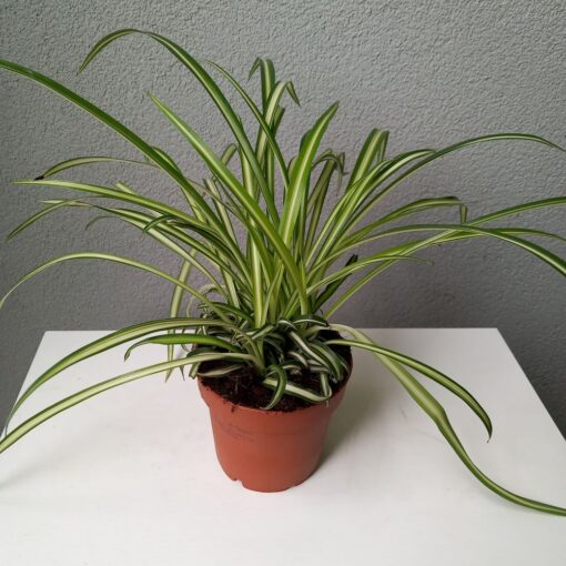 Chlorophytum ‘Atlantic’ 25 cm