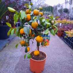 Citrus Limetta 75 cm