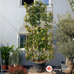 Citrus limun 3.5m špalir