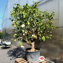 Citrus limun drvo