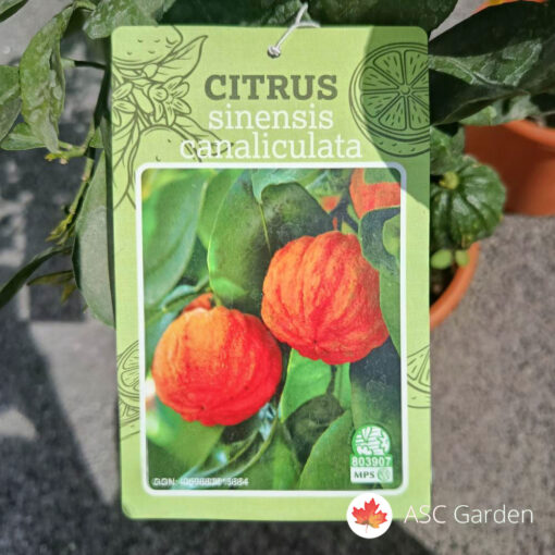 Citrus medica Canaliculata 75 cm na štapu