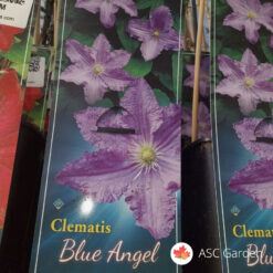 Clematis 'Blue Angel'