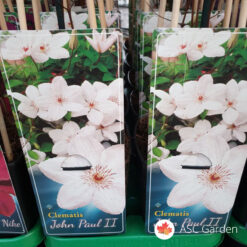Clematis 'John Paul II' 75 cm