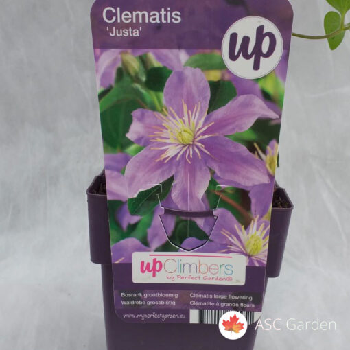 Clematis Justa 40 - 60 cm -NEMA NA STANJU