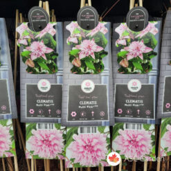 Clematis 'Multi Pink' 75 cm