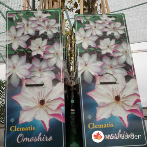 Clematis Omoshiro -NEMA NA STANJU