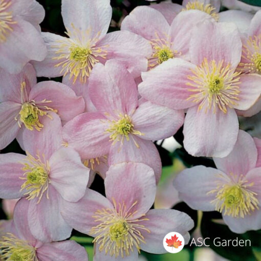 Clematis Pink Perfection