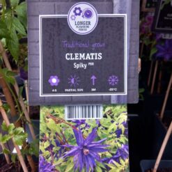 Clematis Spiky 75 cm