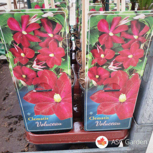 Clematis 'Rüütel'' -NEMA NA STANJU