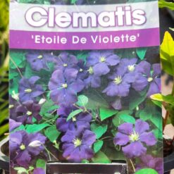 Clematis 'Etoile Violette' 75cm