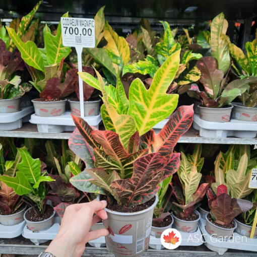 Codiaeum Petra 35 cm