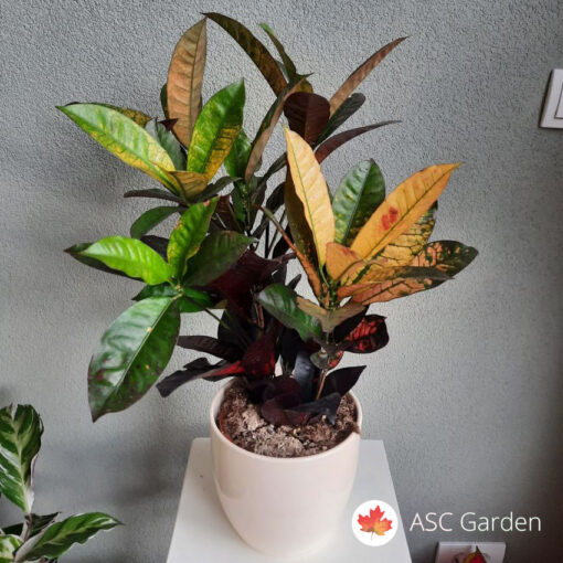 Codiaeum Mrs Iceton 50 cm