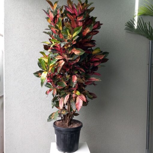 Codiaeum Mrs Iceton180 cm