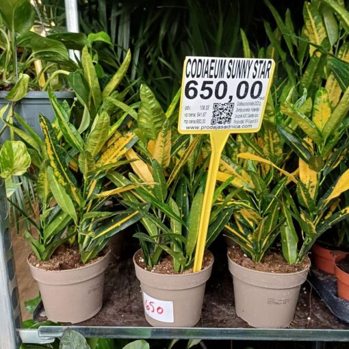 Codiaeum Sunny Star 40 cm