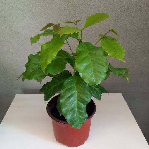 Coffea arabica - Sadnica kafe 30 cm