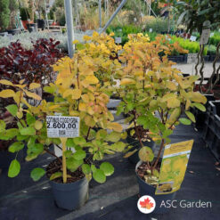 Cotinus coggygria  'Golden Lady' ®