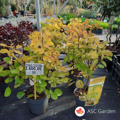 Cotinus coggygria  'Golden Lady' ®