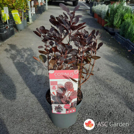 Cotinus Royal Purple 30 cm