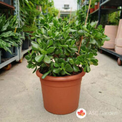 Crassula ovata 65 cm