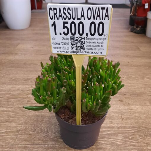 Crassula ovata horn tree – Žad drvo 25cm
