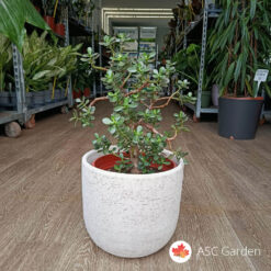 Crassula ovata Portulaca – Parica 55cm