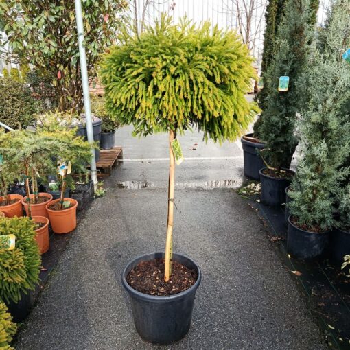 Cryptomeria japonica Globosa Nana 130 cm