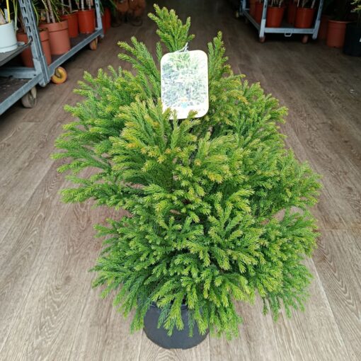 Cryptomeria japonica Globosa Nana 50 cm