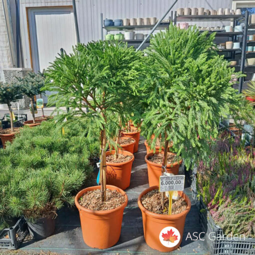 Cryptomeria japonica Globosa Nana 75 cm