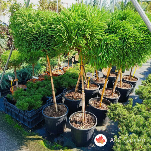 Cryptomeria japonica Globosa Nana 120 cm