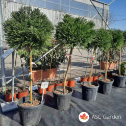 Cryptomeria japonica Globosa Nana 130 cm