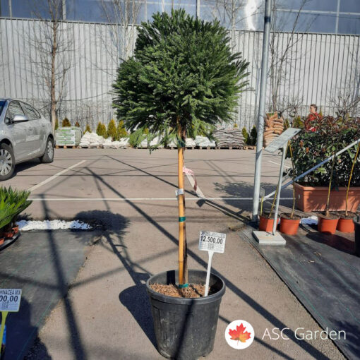 Cryptomeria japonica Globosa nana 110 cm -NEMA NA STANJU