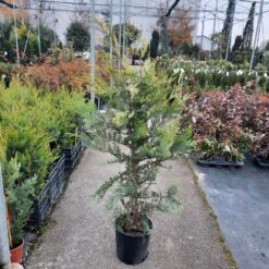 Cupressocyparis leylandii ‘Castlewellan Gold’ 125 - 135 cm