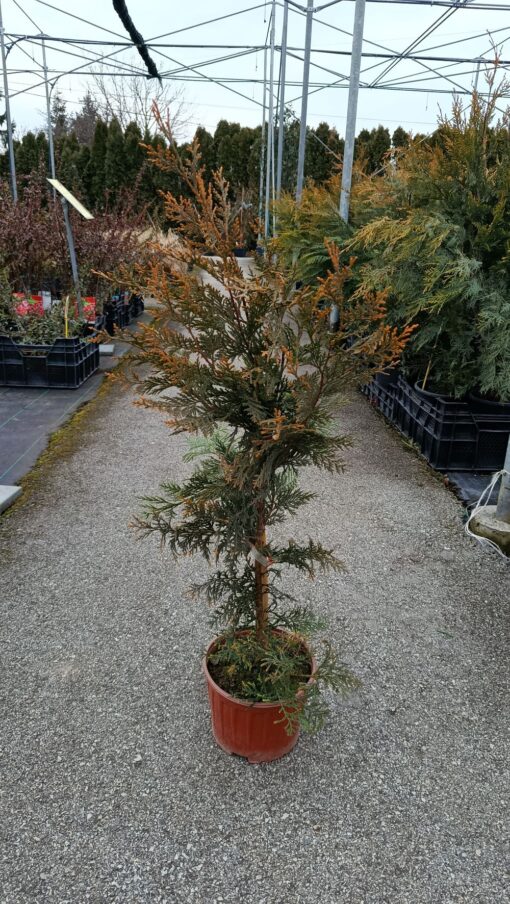 Cupressocyparis leylandii ‘Castlewellan Gold’ 70 cm