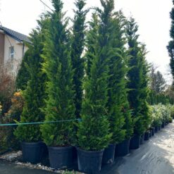 Cupressocyparis leylandii Gold Rider 4 - 4.5 m