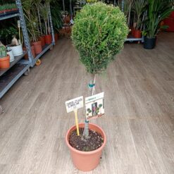 Cupressocyparis leylandii 80 cm