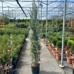 Cupressus arizonica Fastigiata 150/175 cm