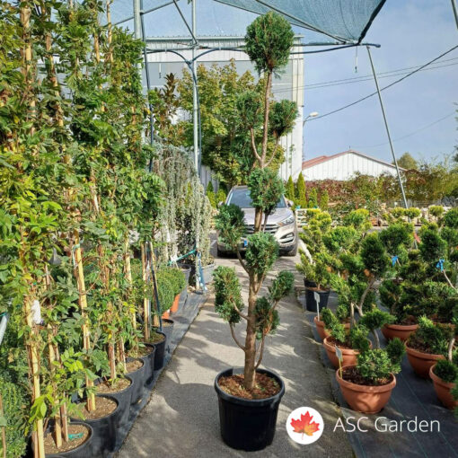 Cupressus leylandii Castw. Gold 160 cm
