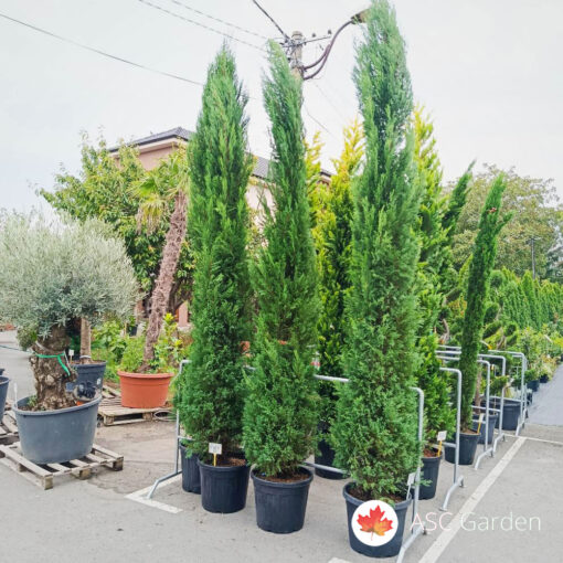 Cupressocyparis leylandii blue jeans 300-350 cm