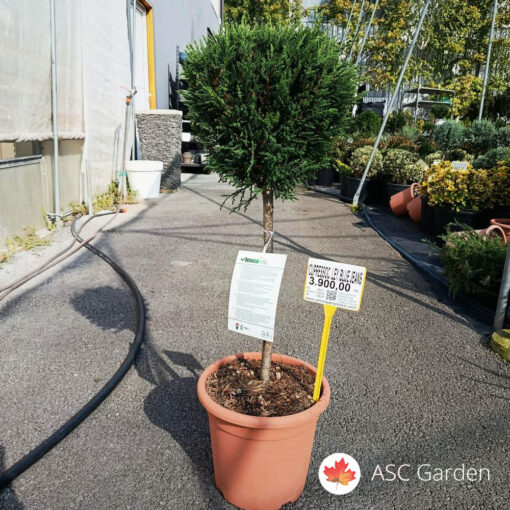 Cupressocyparis leylandii ‘Blue Jeans’ 70 cm – Fi 26 cm