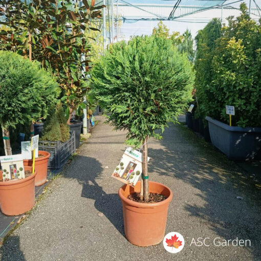 Cupressocyparis leylandii castewelland gold 75 cm