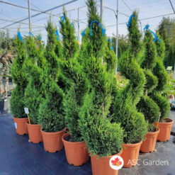 Cupressocyparis leylandii gold spirale
