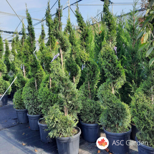 Cupressocyparis leylandii Gold spirale 200 cm -NEMA NA STANJU